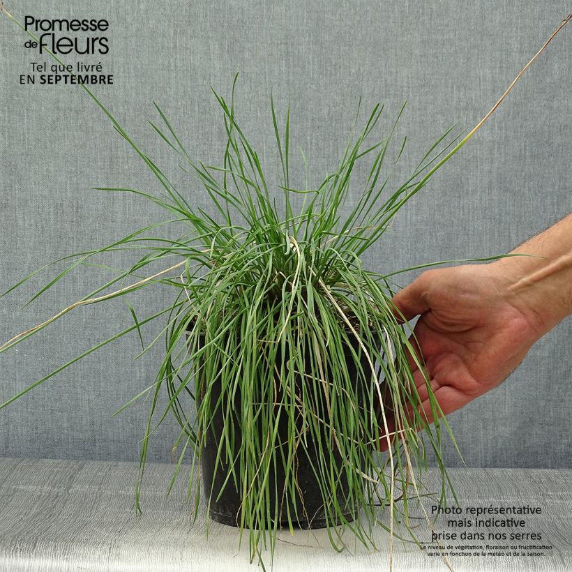 Exemplar von Tulbaghia violacea Purple Eye Topf mit 2L/3L wie im Herbst geliefert