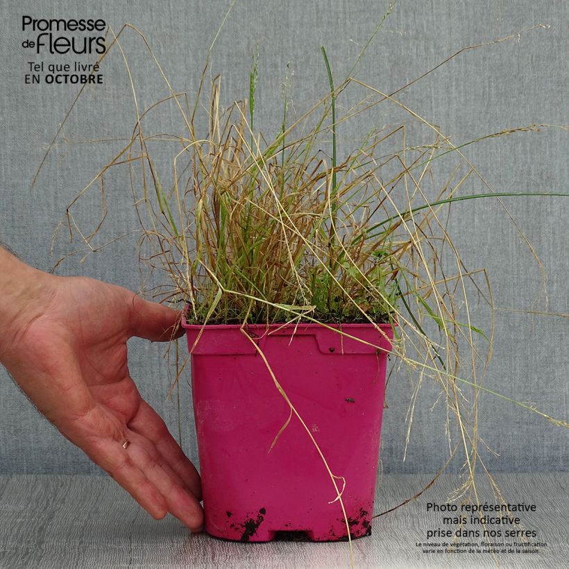 Exemplar von Tulbaghia violacea Ashanti Topf mit 2L/3L wie im Herbst geliefert