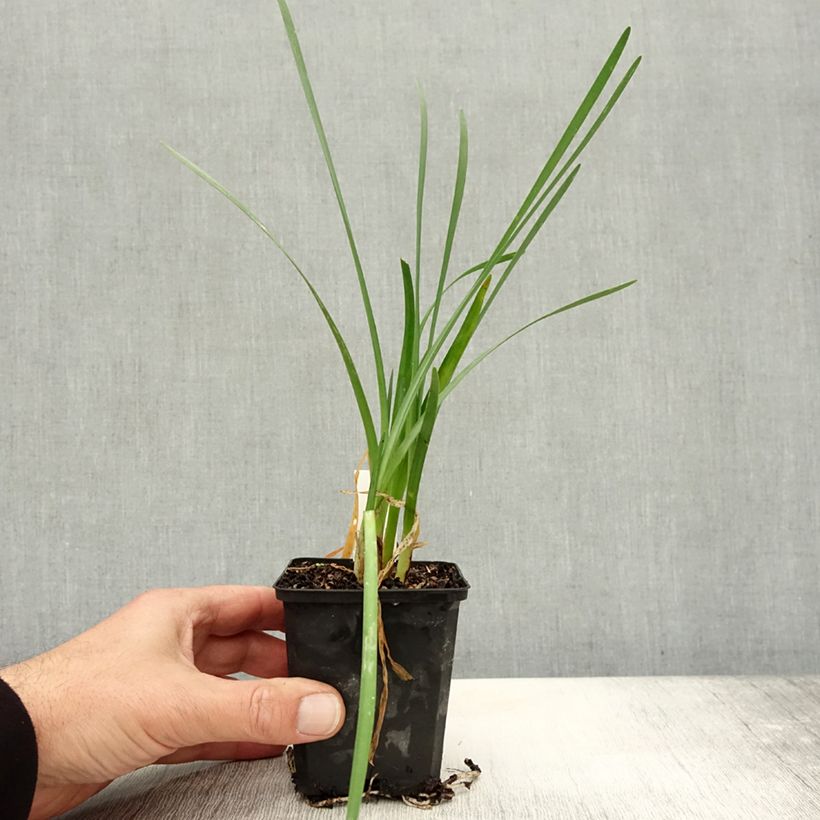Exemplar von Tulbaghia violacea Pearl Kleine Töpfe von 8/9 cm wie im Herbst geliefert