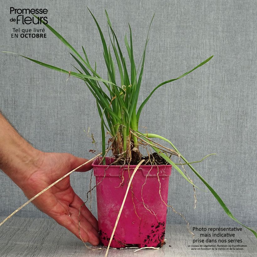 Exemplar von Tulbaghia violacea Pearl Topf mit 2L/3L wie im Herbst geliefert