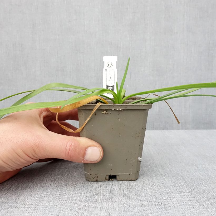 Exemplar von Tulbaghia violacea var. maritima Savannah Lightning Kleine Töpfe von 8/9 cm wie im Winter geliefert