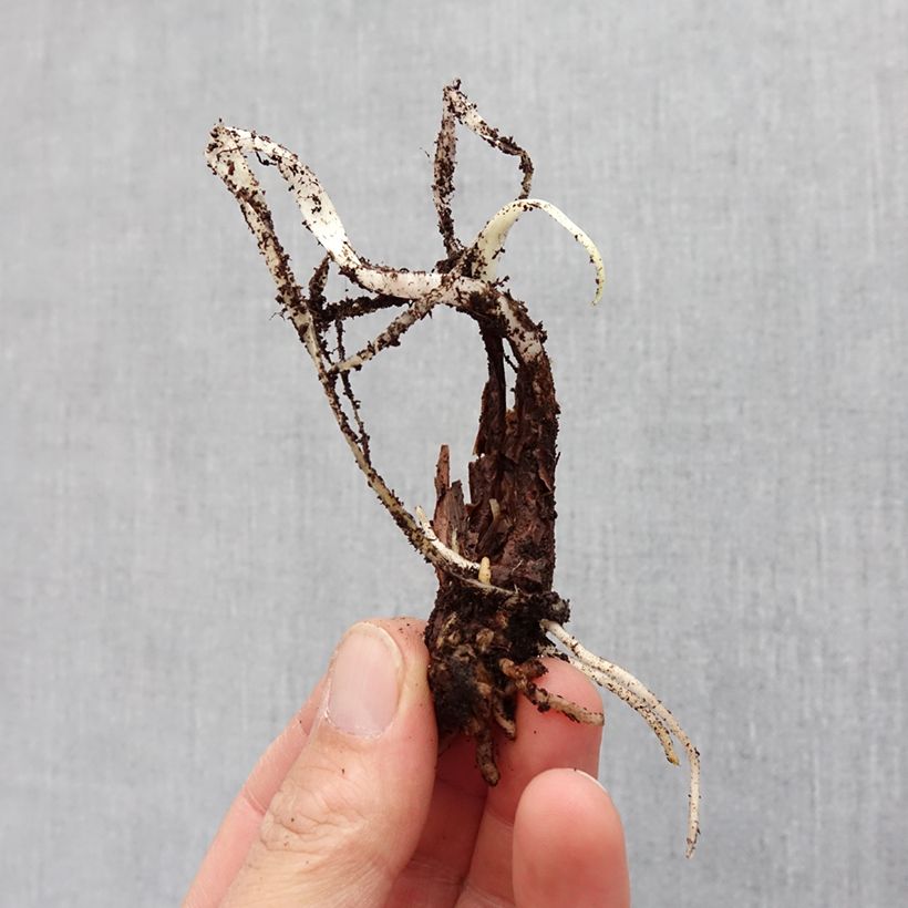 Exemplar von Tulbaghia violacea Silver Lace Zwiebel Kaliber/Größe I wie im Frühjahr geliefert