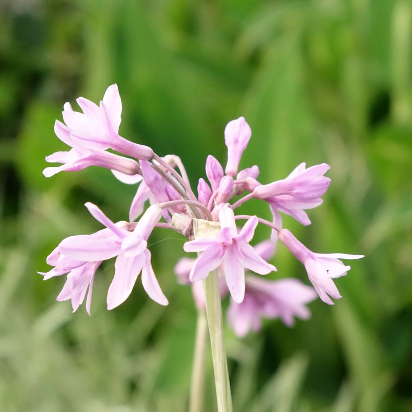 Tulbaghia violacea Silver Lace (Blüte)