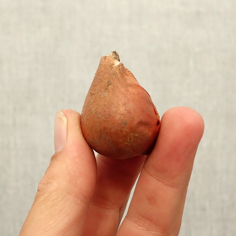 Exemplar von Tulipa greigii Mary Ann Zwiebel Kaliber/Größe 12 wie im Herbst geliefert