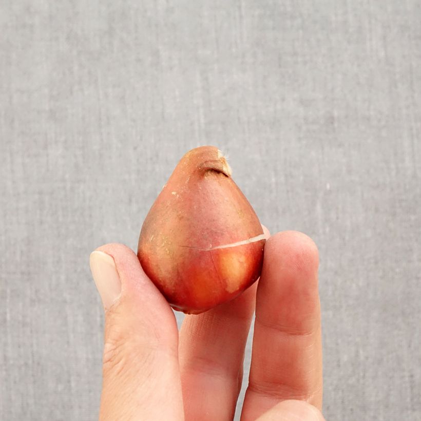 Exemplar von Darwin-Hybrid-Tulpe Golden Apeldoorn Zwiebel Kaliber/Größe 12+ wie im Herbst geliefert