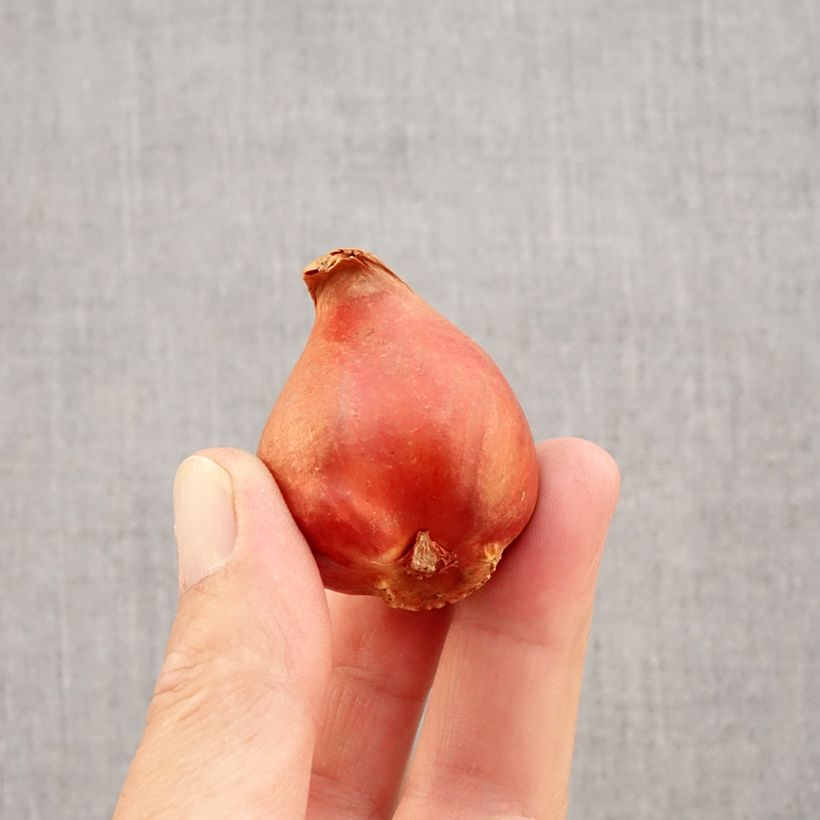 Exemplar von Frühe Gefüllte Tulpe Viking Zwiebel Kaliber/Größe 11+ wie im Herbst geliefert