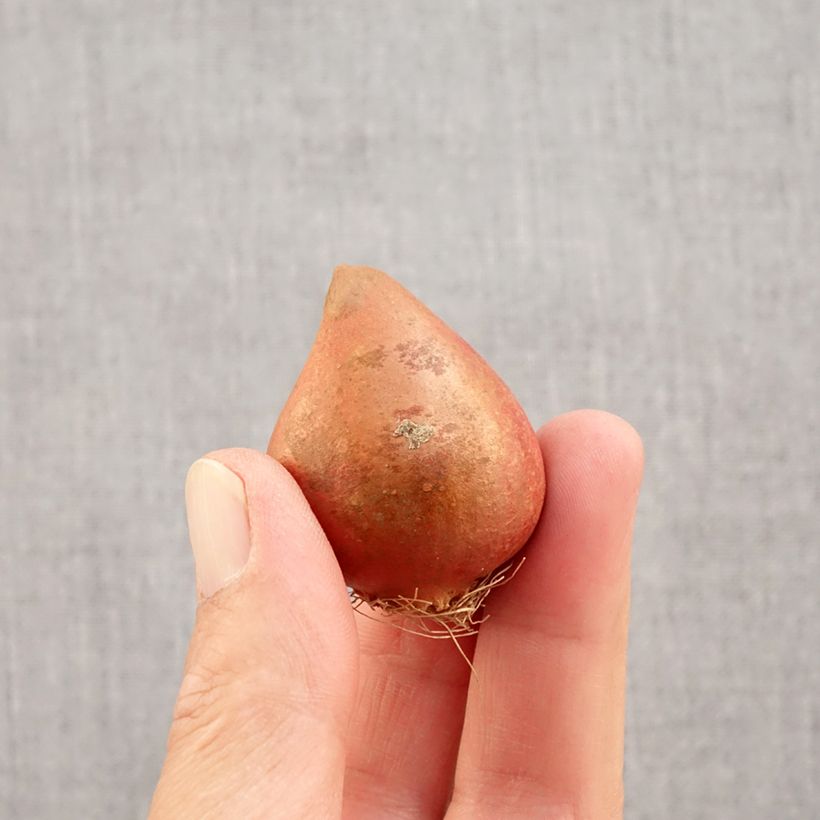 Exemplar von Frühe Gefüllte Tulpe Yellow Margarita Zwiebel Kaliber/Größe 11+ wie im Herbst geliefert