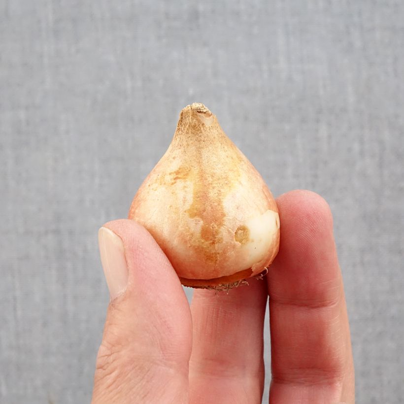 Exemplar von Späte Gefüllte Tulpe Yellow Mountain Zwiebel Kaliber/Größe 11+ wie im Herbst geliefert