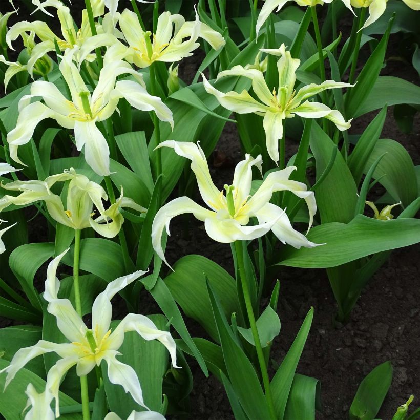 Lilienblütige Tulpe Green Dance (Blüte)