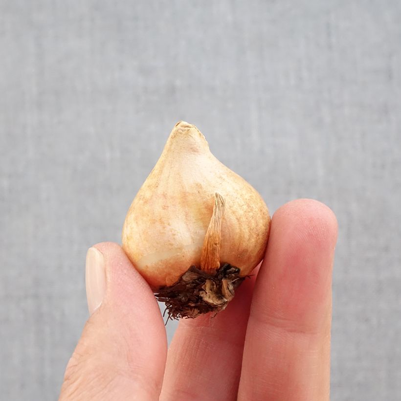 Exemplar von Tulipa fosteriana Sweetheart Zwiebel Kaliber/Größe 11+ wie im Herbst geliefert