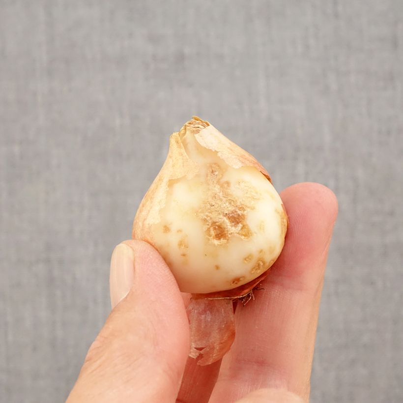 Exemplar von Tulipa kaufmanniana Hope Zwiebel Kaliber/Größe 11+ wie im Herbst geliefert