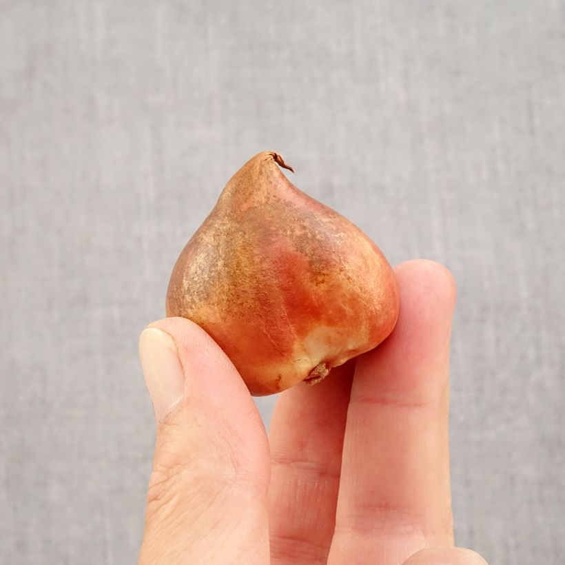 Exemplar von Papageien-Tulpe Crème Lizzard Zwiebel Kaliber/Größe 12 wie im Herbst geliefert