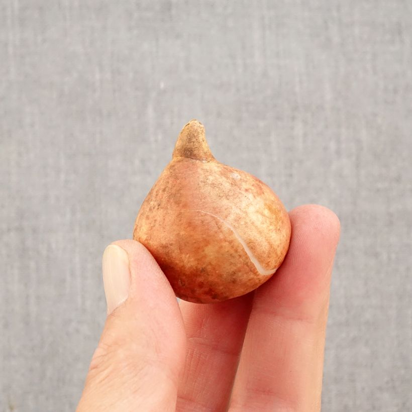 Exemplar von Coronet-Tulpen Striped Crown Zwiebel Kaliber/Größe 11+ wie im Herbst geliefert