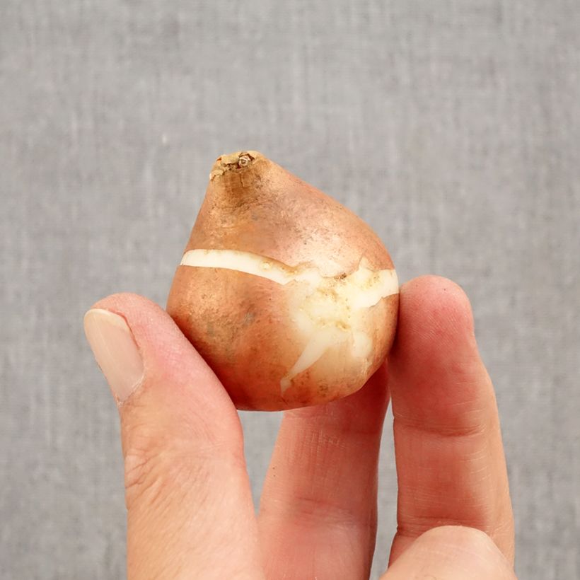 Exemplar von Triumph-Tulpe Brown Sugar Zwiebel Kaliber/Größe 12+ wie im Herbst geliefert