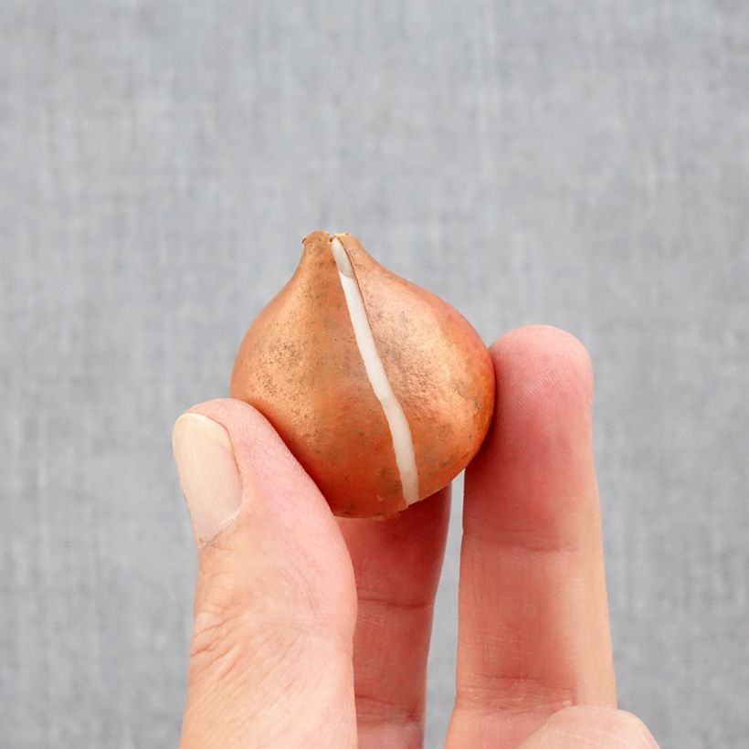 Exemplar von Triumph-Tulpe Mango Charm Zwiebel Kaliber/Größe 11+ wie im Herbst geliefert