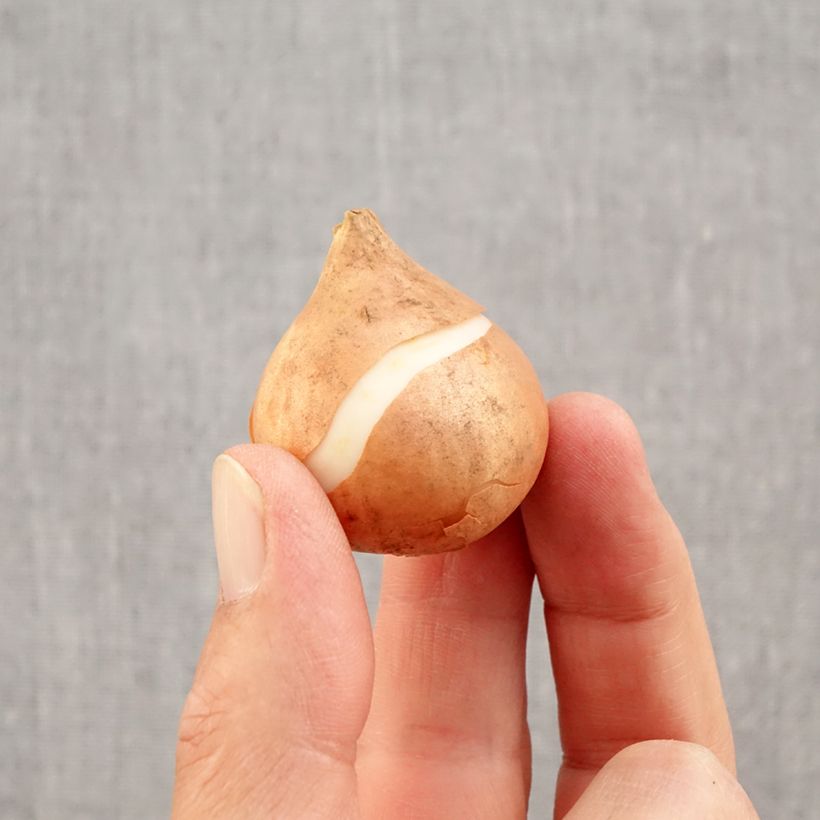 Exemplar von Triumph-Tulpe Mistress Zwiebel Kaliber/Größe 11/12 wie im Herbst geliefert