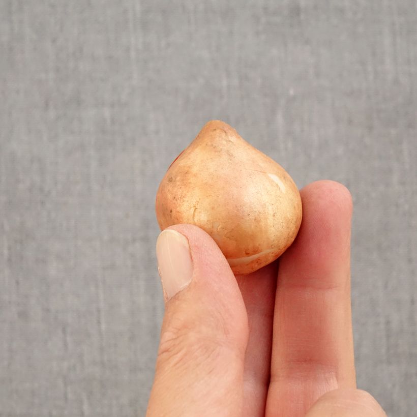 Exemplar von Viridiflora-Tulpe Blushing Artist Zwiebel Kaliber/Größe 11+ wie im Herbst geliefert