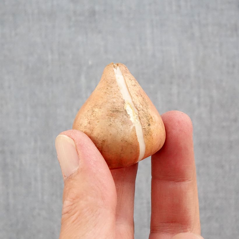 Exemplar von Darwin-Hybrid-Tulpe Mix Zwiebel Kaliber/Größe 12+ wie im Herbst geliefert