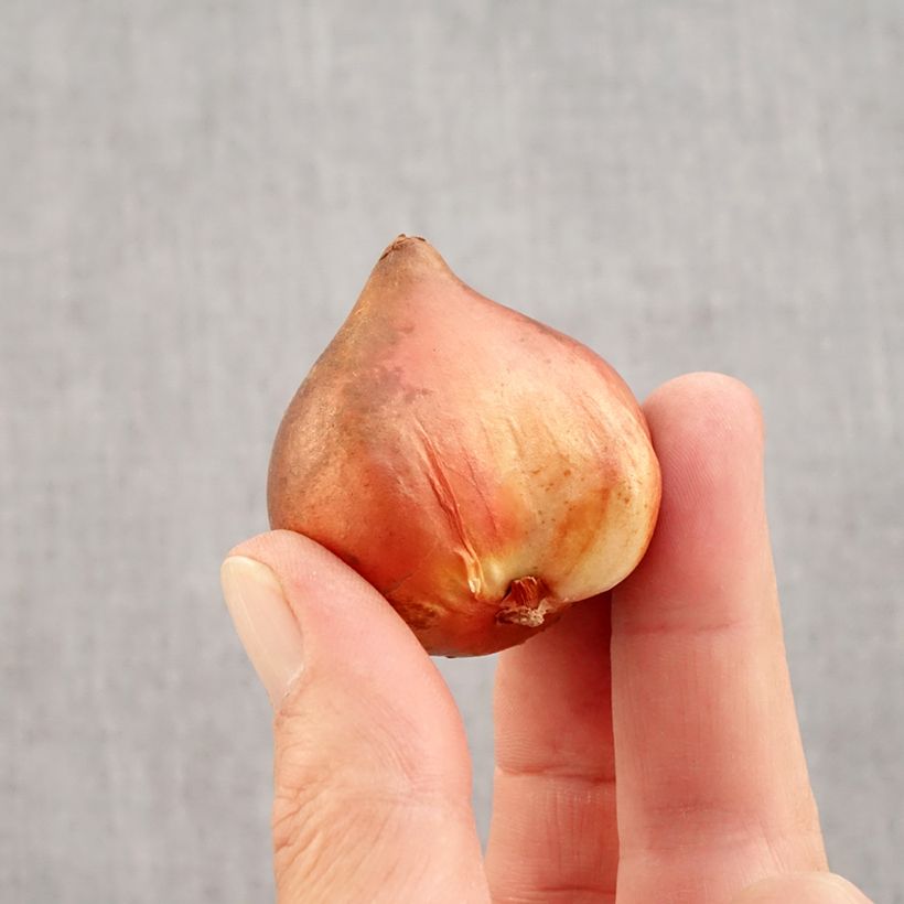 Exemplar von Frühe Gefüllte Tulpe Mix Zwiebel Kaliber/Größe 10+ wie im Herbst geliefert