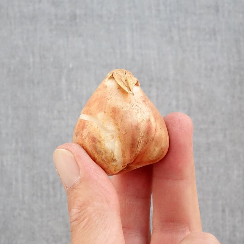 Exemplar von Papageien-Tulpe Mix Zwiebel Kaliber/Größe 12+ wie im Herbst geliefert