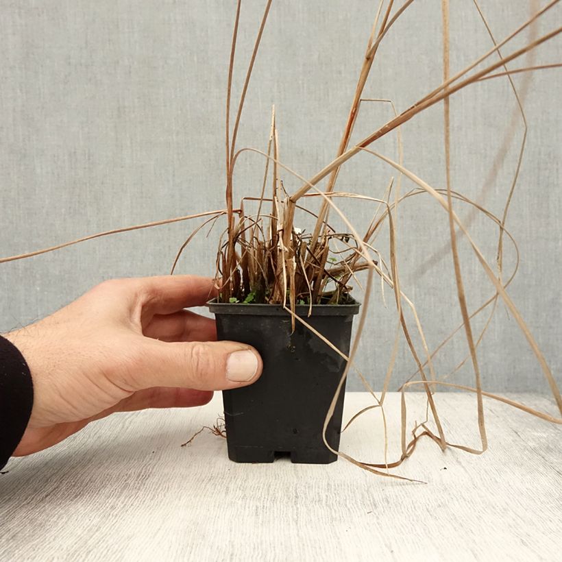 Exemplar von Typha angustifolia - Schmalblättriger Rohrkolben Kleine Töpfe von 8/9 cm wie im Herbst geliefert