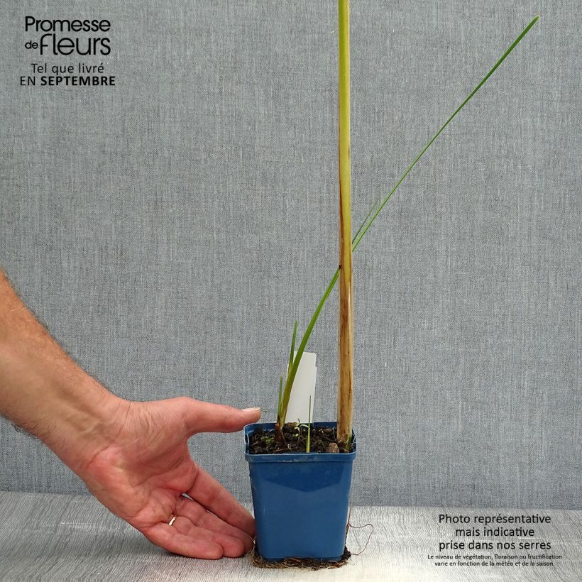 Exemplar von Typha angustifolia - Schmalblättriger Rohrkolben Kleine Töpfe von 8/9 cm wie im Herbst geliefert
