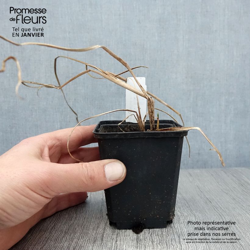 Exemplar von Typha angustifolia - Schmalblättriger Rohrkolben Kleine Töpfe von 8/9 cm wie im Winter geliefert