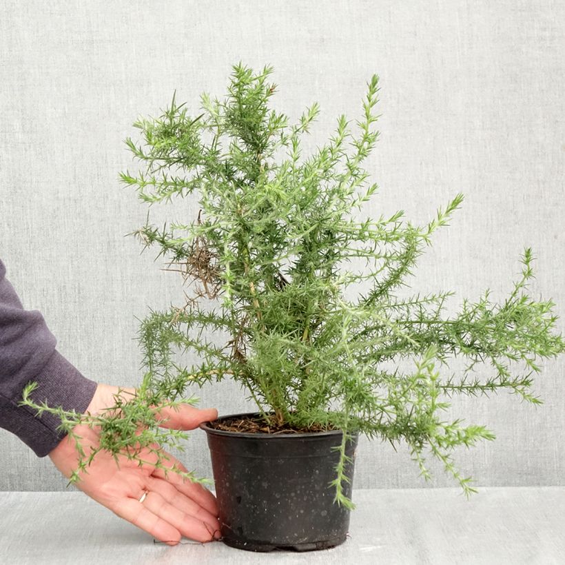 Exemplar von Ulex europaeus - Europäischer Stechginster Topf mit 1L/1,5L wie im Herbst geliefert