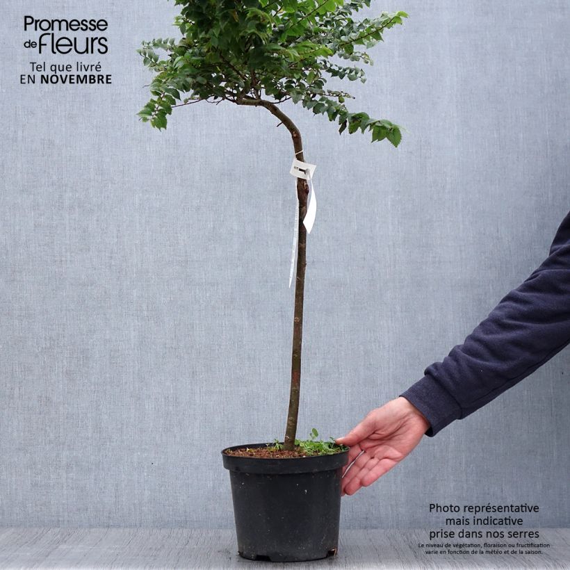 Exemplar von Holländische Ulme Jacqueline Hillier - Ulmus hollandica Topf mit 4L/5L wie im Herbst geliefert