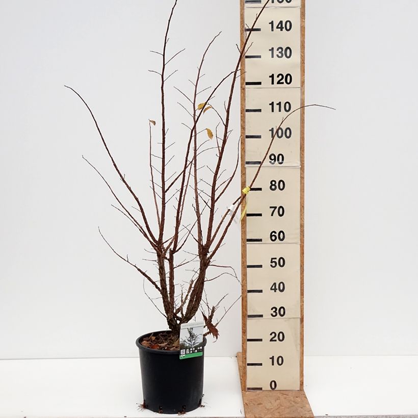 Exemplar von Kork-Ulme - Ulmus minor suberosa Topf mit 7,5L/10L wie im Herbst geliefert