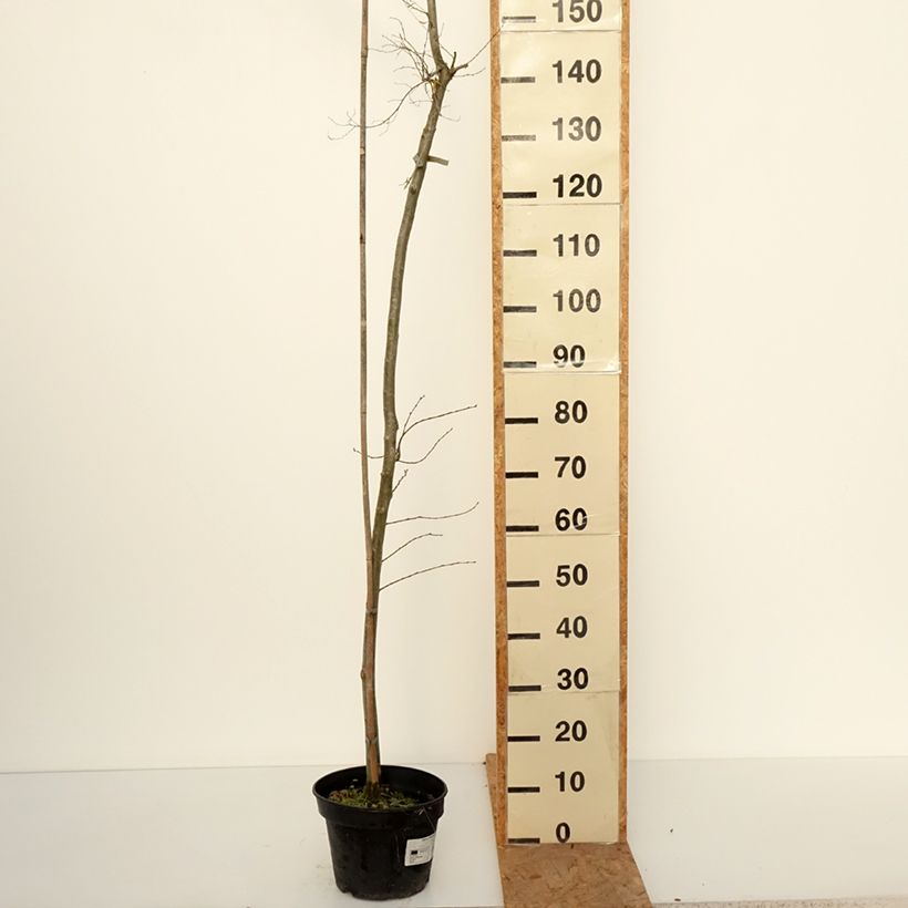 Exemplar von Feld-Ulme Viminalis Aurea - Ulmus minor Topf mit 4L/5L, Stamm wie im Herbst geliefert