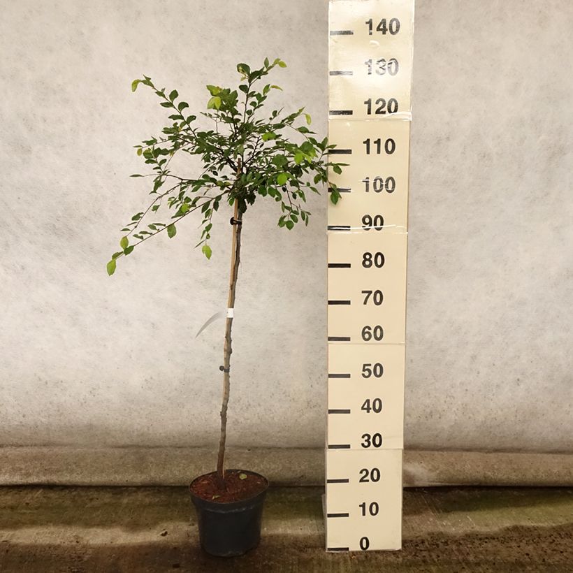 Exemplar von Chinesische Ulme Geisha - Ulmus parvifolia Topf mit 4L/5L wie im Sommer geliefert