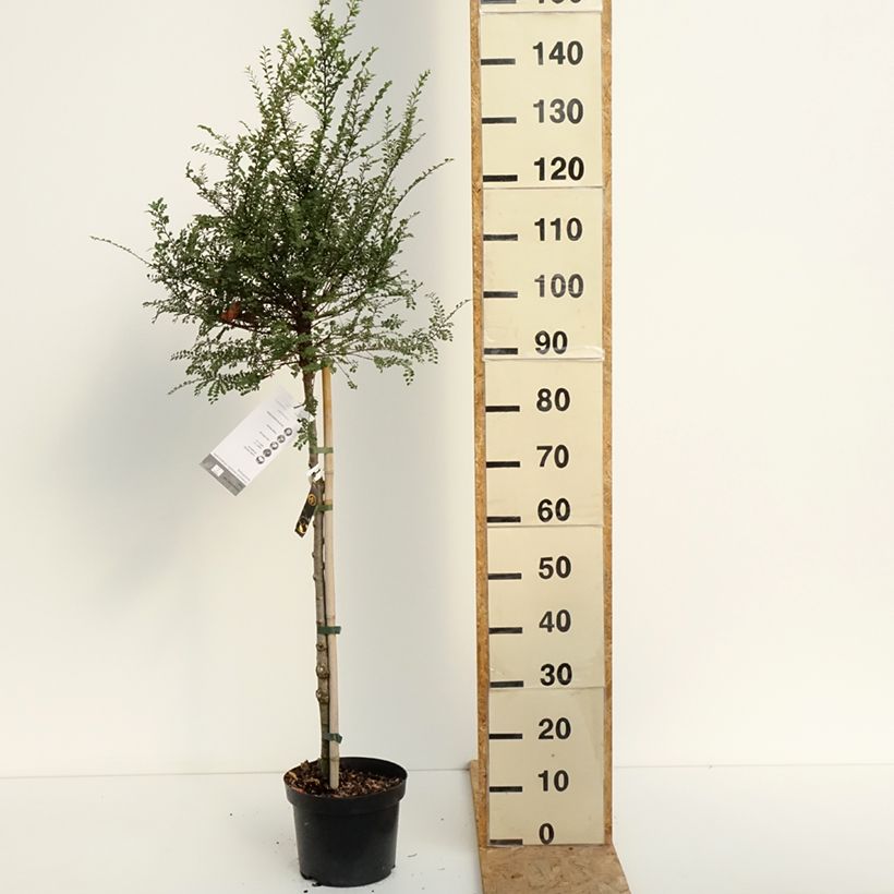 Exemplar von Chinesische Ulme Seiju - Ulmus parvifolia Topf mit 4L/5L wie im Sommer geliefert