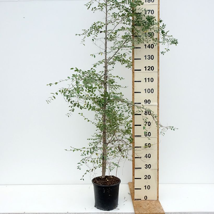 Exemplar von Zwerg-Ulme - Ulmus pumila Topf mit 7,5L/10L wie im Sommer geliefert