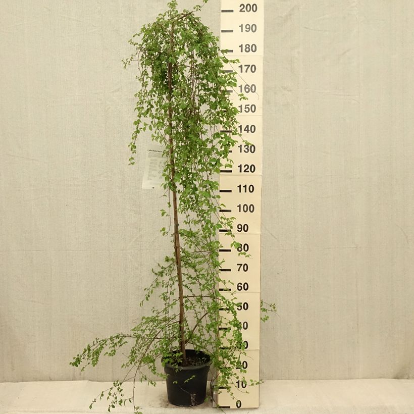 Exemplar von Zwerg-Ulme - Ulmus pumila Topf mit 7,5L/10L wie im Frühjahr geliefert