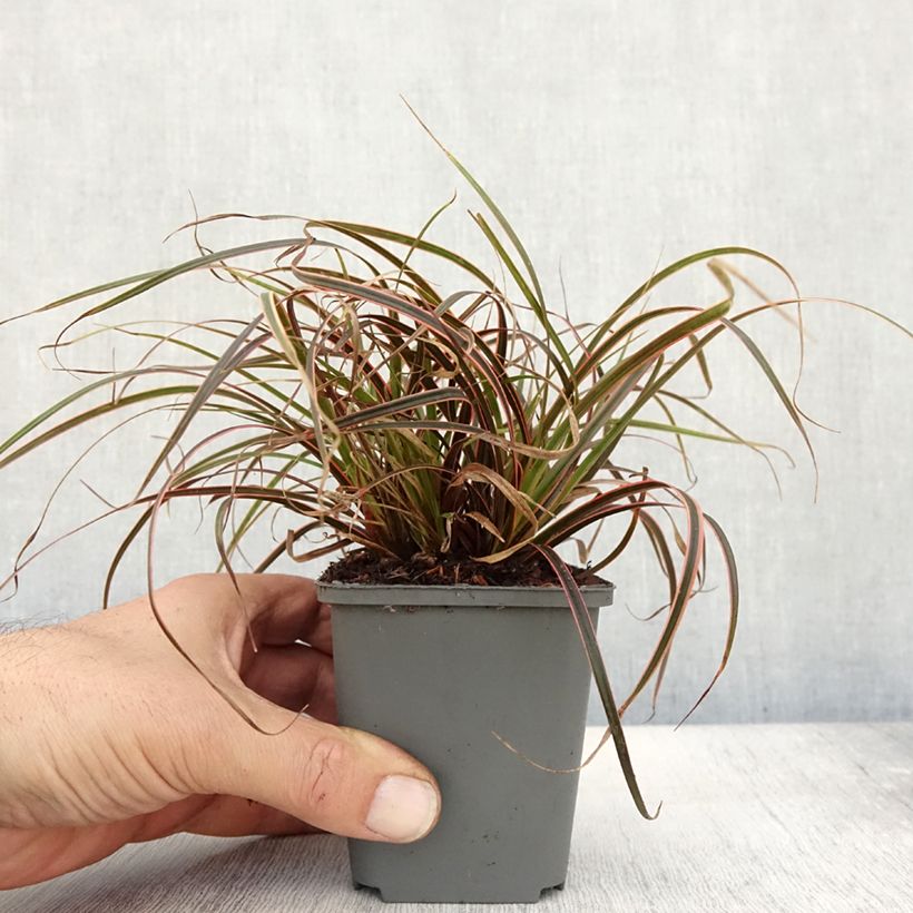 Exemplar von Uncinia rubra Everflame - Mahagonigras Kleine Töpfe von 8/9 cm wie im Herbst geliefert