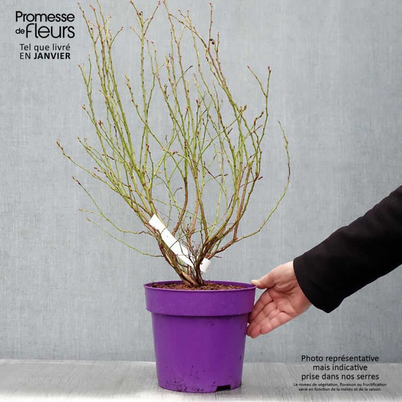 Exemplar von Amerikanische Blaubeere Hortblue Petite - Vaccinium corymbosum Topf mit 2L/3L, Strauch wie im Winter geliefert