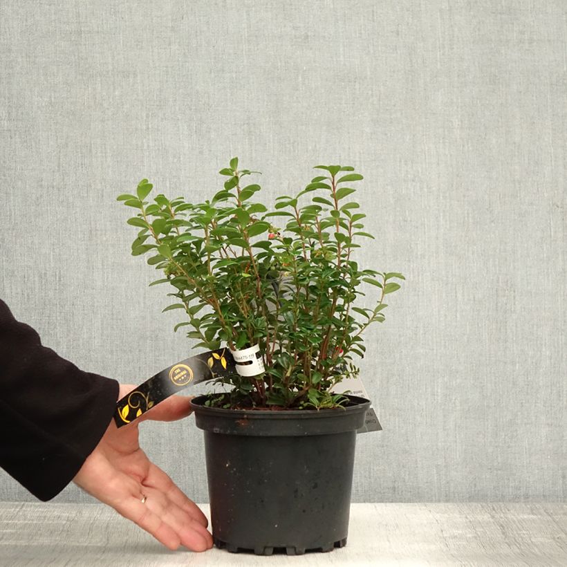 Exemplar von Preiselbeere FIREBALLS 'Lirome' - Vaccinium vitis-idaea Topf mit 2L/3L wie im Herbst geliefert