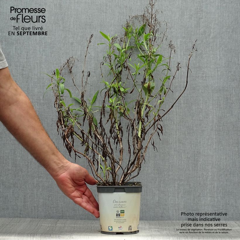 Exemplar von Weißblühende Spornblume Albus - Centranthus ruber Topf mit 2L/3L wie im Herbst geliefert