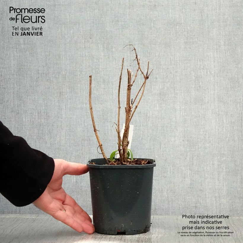 Exemplar von Weißblühende Spornblume Albus - Centranthus ruber Topf mit 2L/3L wie im Winter geliefert