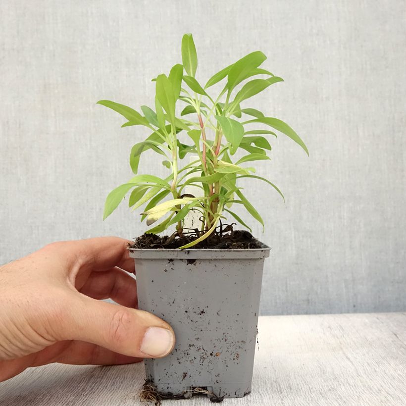 Exemplar von Rote Spornblume - Centranthus ruber Kleine Töpfe von 8/9 cm wie im Herbst geliefert