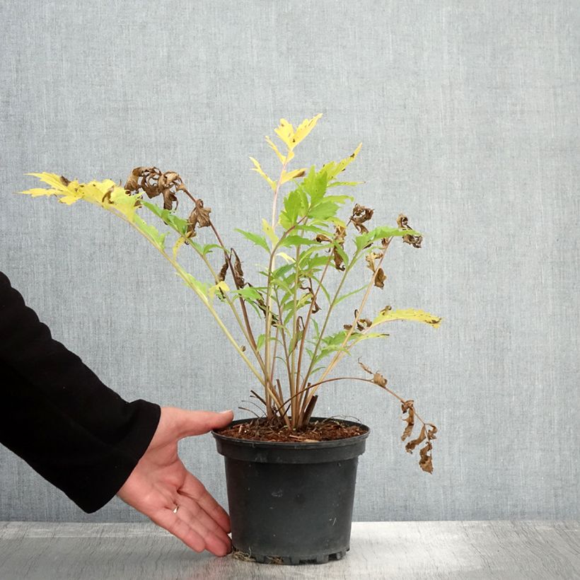 Exemplar von Echter Baldrian - Valeriana officinalis Topf mit 2L/3L wie im Herbst geliefert