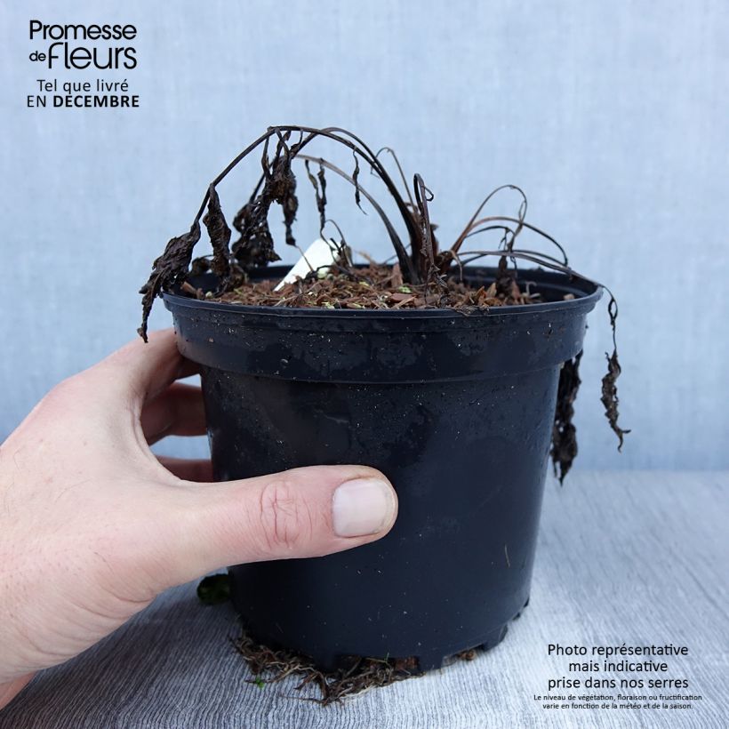 Exemplar von Echter Baldrian - Valeriana officinalis Topf mit 2L/3L wie im Winter geliefert