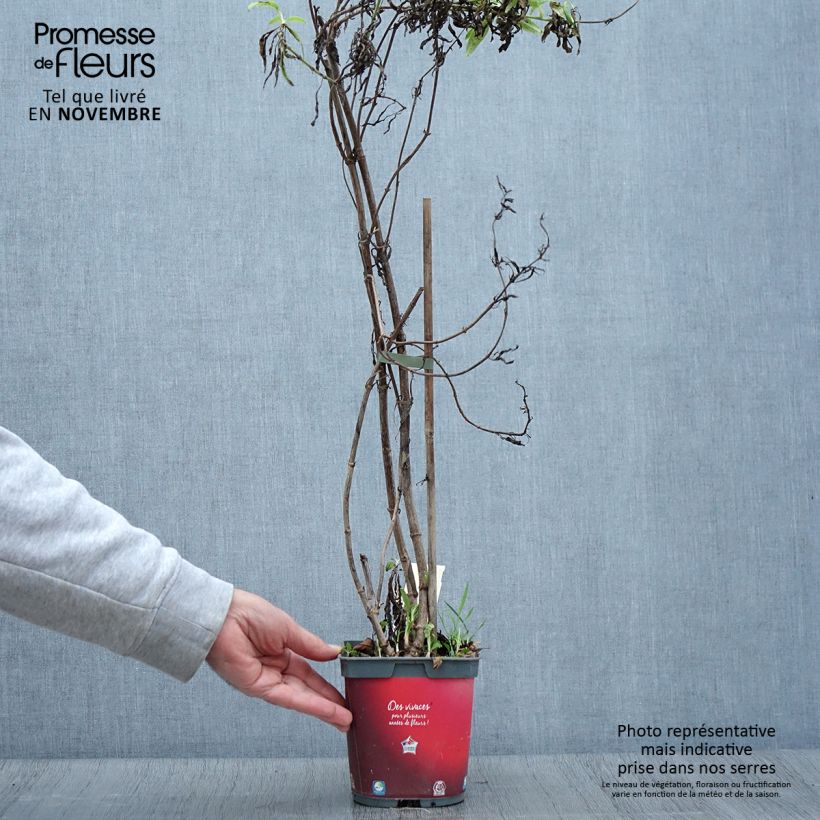 Exemplar von Rote Spornblume Coccineus - Centranthus ruber Topf mit 2L/3L wie im Herbst geliefert
