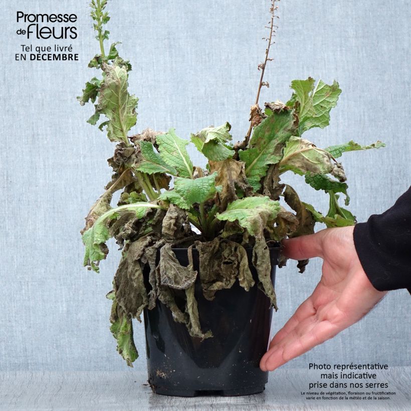 Exemplar von Verbascum Dark Eyes - Königskerze Topf mit 2L/3L wie im Herbst geliefert