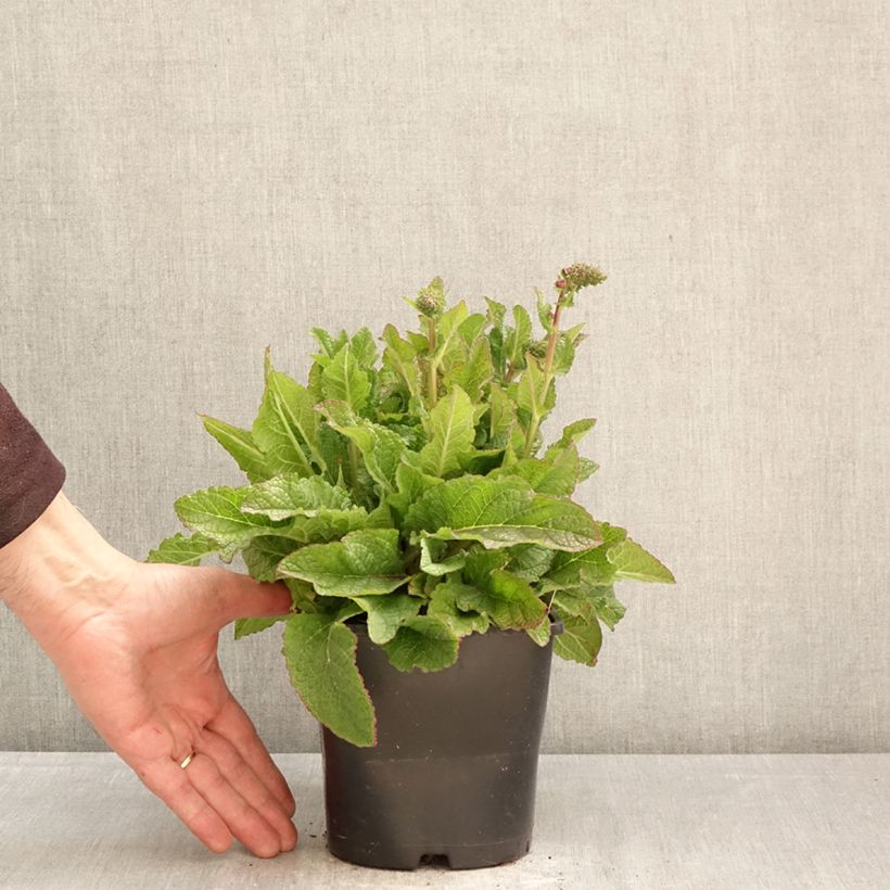 Exemplar von Verbascum Dark Eyes - Königskerze Topf mit 2L/3L wie im Frühjahr geliefert