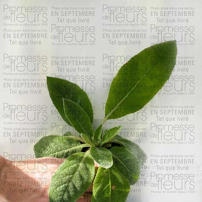 Beispiel eines Exemplars von Verbascum Helen Johnson - Königskerze Kleine Töpfe von 8/9 cm wie geliefert