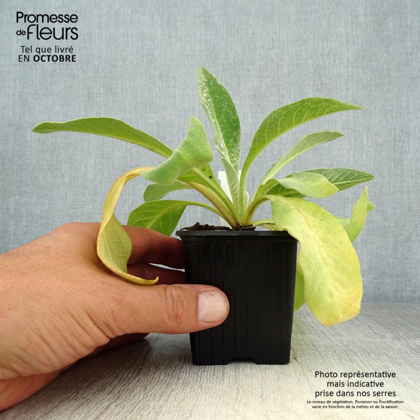 Exemplar von Verbascum olympicum - Olympischer Königskerzen Kleine Töpfe von 8/9 cm wie im Herbst geliefert