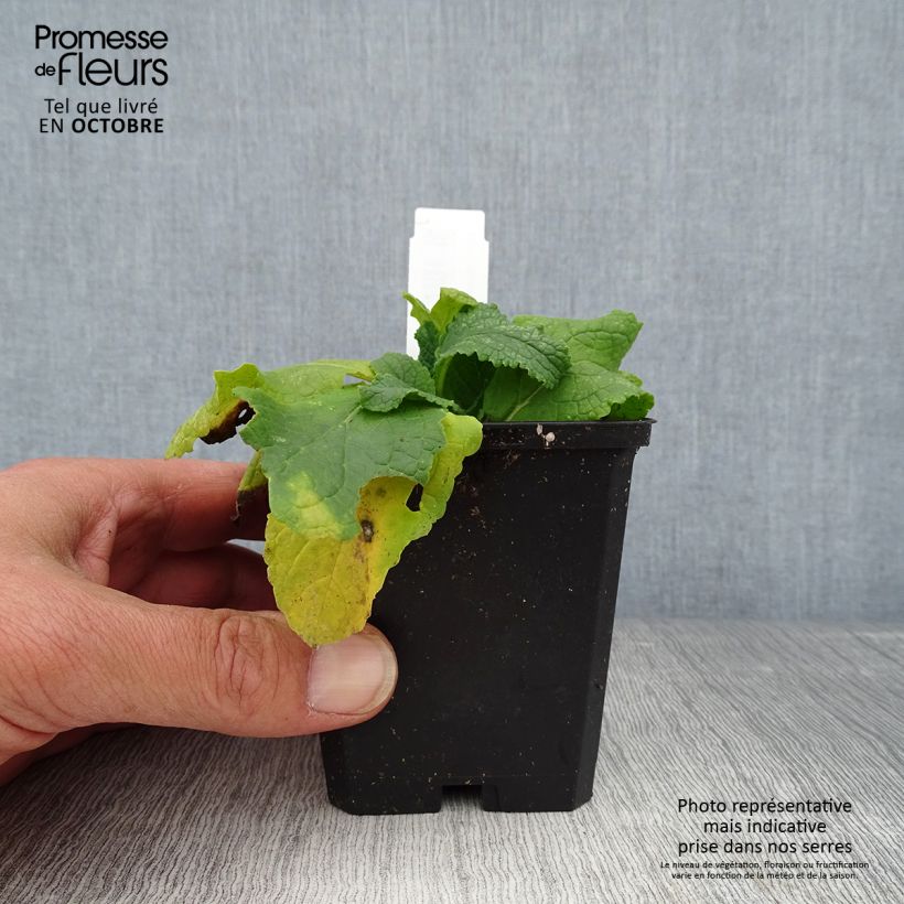 Exemplar von Verbascum phoeniceum Flush of White - Königskerze Kleine Töpfe von 8/9 cm wie im Herbst geliefert