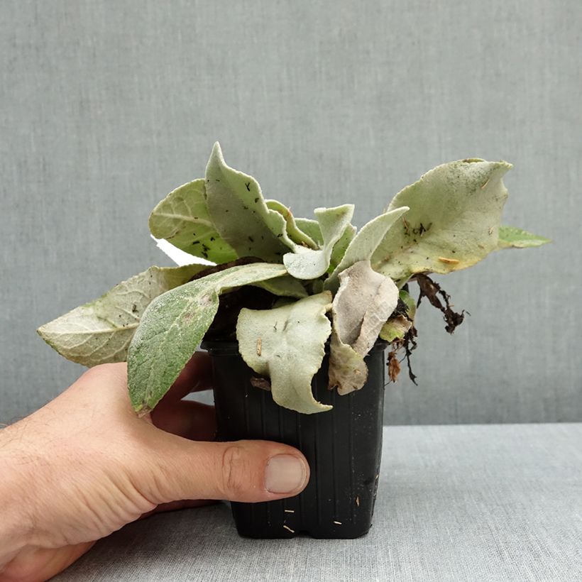 Exemplar von Verbascum bombyciferum Polarsommer - Seidige Königskerze Kleine Töpfe von 8/9 cm wie im Herbst geliefert